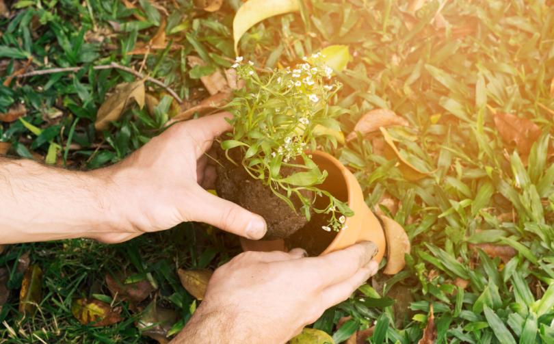 Plant trees and flowers to improve air quality