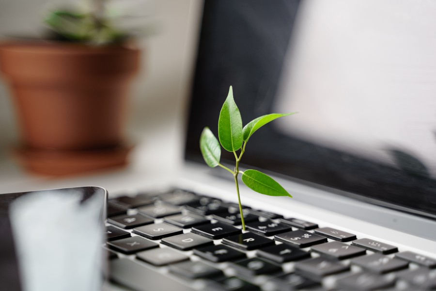 Plant Growing On Computer